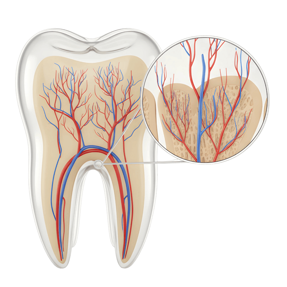 Illustration eines Zahns mit Blutgefäßen im Querschnitt – Symbol für Mikrochirurgie und Zahnerhalt in Halle, Dr. Michaela Strumpski.