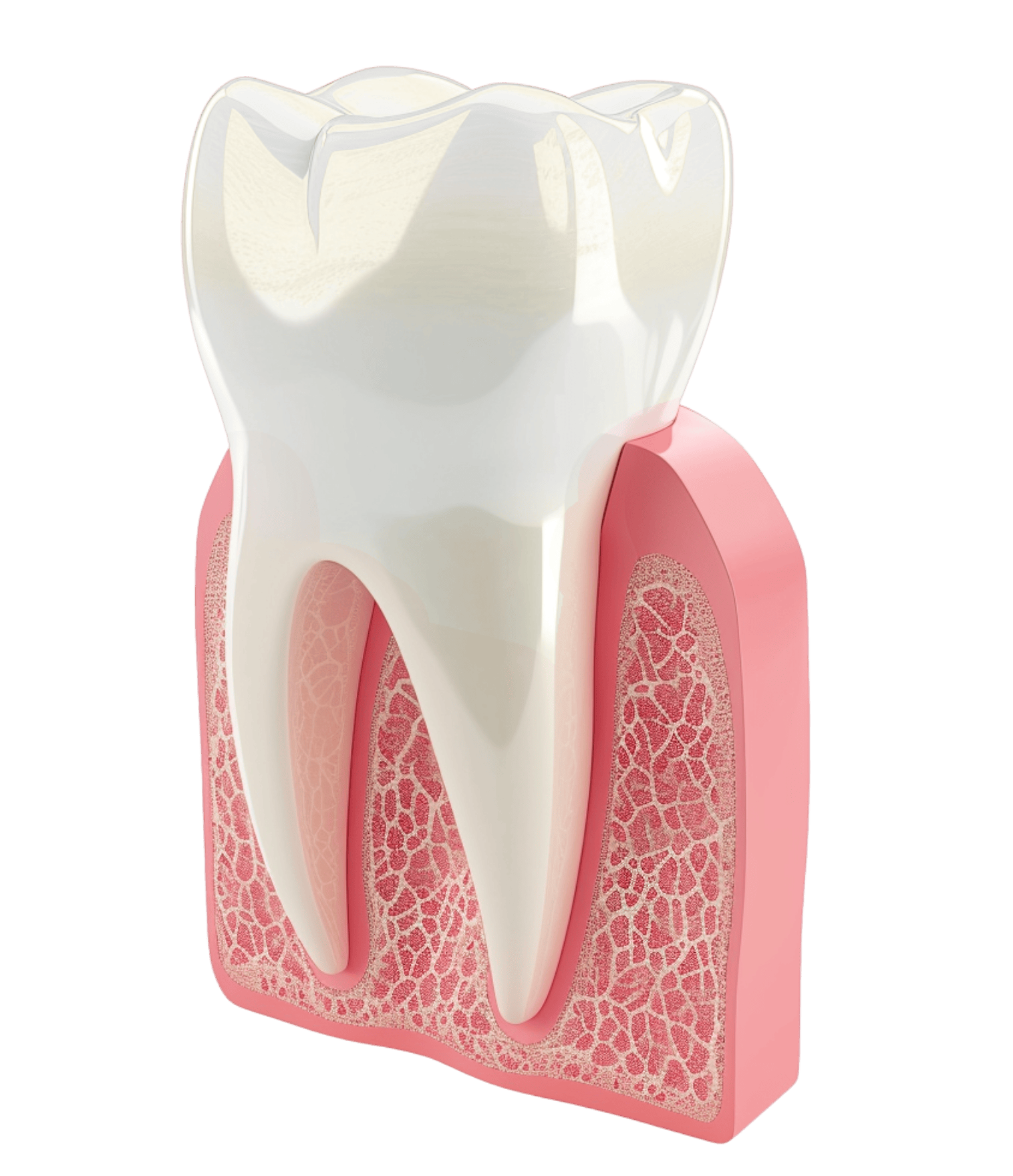 3D-Zahn mit gesundem Zahnfleisch – Symbol für Parodontologie, Zahnerhaltung und Behandlung bei Zahnarzt Dr. Strumpski in Halle.